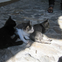 アルバイシンは猫ちゃんも多い