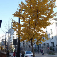 グラナダの秋、そして紅葉