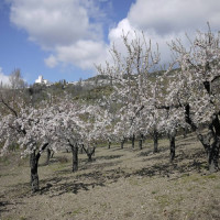 桜によく似ているアーモンド