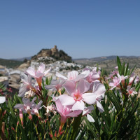 春先は爽やかな花の香りで溢れる