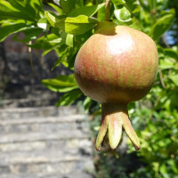 グラナダ近郊のザクロ